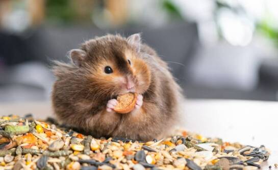 Jakie przekąski dla gryzoni są najzdrowsze?