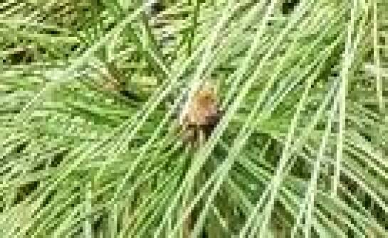 Jaka karma będzie najlepsza dla ptaków dzikich?