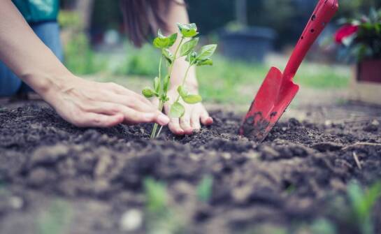 Poradnik krok po kroku: jak przesadzać drzewkowe róże?