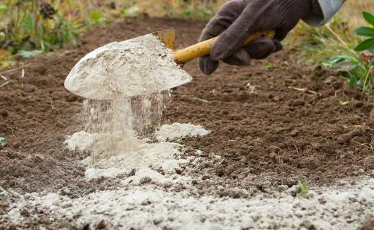 Jak przygotować glebę do uprawy bobowatych roślin?