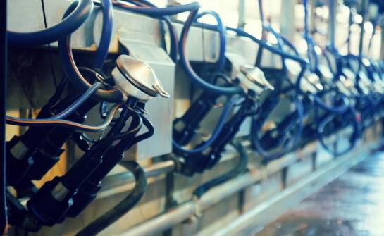 Jakie są najnowsze trendy w projektowaniu czochradeł dla krów?