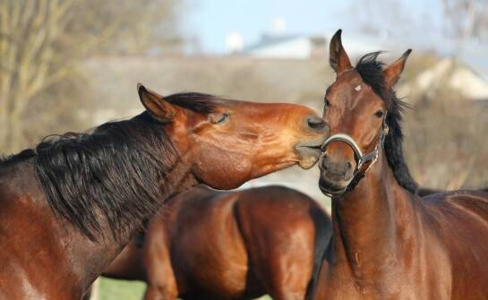 Jakie właściwości powinno zawierać mleko dla źrebaka?