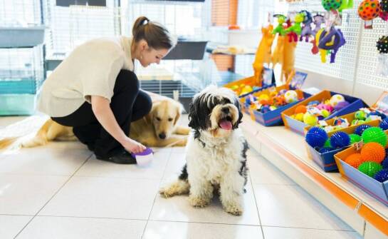 Przedszkole dla szczeniąt jako kluczowy etap w rozwoju młodego psa.
