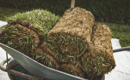 Trawa z rolki: jakie znaczenie ma odporność na szkodniki?