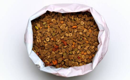 Poradnik: jak wprowadzać starter dla szczeniaka do diety dla pupila?