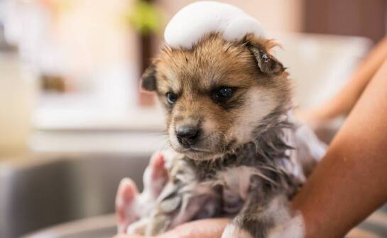 Czym kierować się przy zakupie szamponu przeciw pchłom dla psa z wrażliwą skórą?