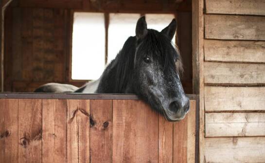 Dlaczego aluminiowe podkowy są polecane dla koni z wrażliwymi kopytami?
