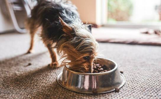 Jakie są zalety monobiałkowej karmy dla małych psów z wrażliwym układem pokarmowym?