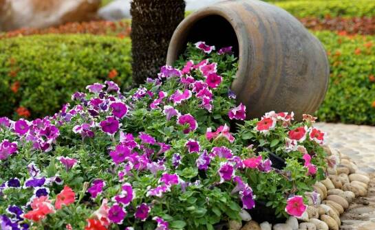 Wybór odpowiedniego nawozu dla surfinii – co warto wiedzieć?