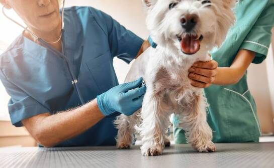 Znaczenie dokładnej przedoperacyjnej diagnostyki w chirurgii weterynaryjnej