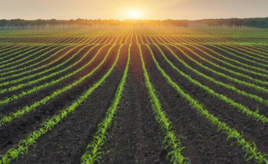 Jak odpowiednie stosowanie odżywek do kukurydzy wpływa na poprawę struktury gleby?