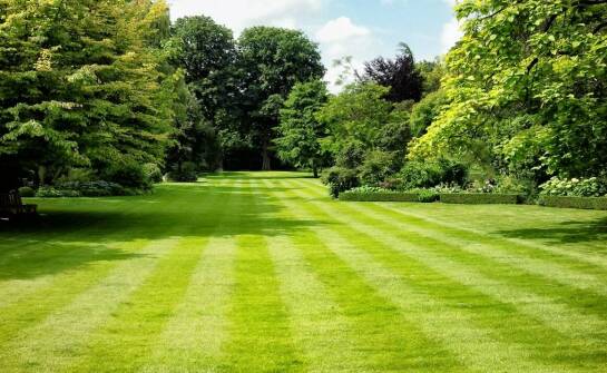 Najlepsze mieszanki traw na nasłonecznione obszary – co warto wiedzieć?