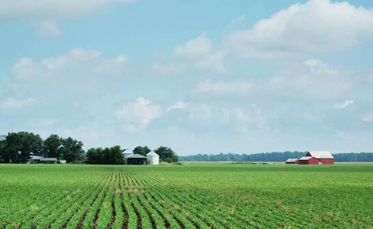 Ekonomiczna przewaga stosowania kukurydzy oseva w produkcji rolnej