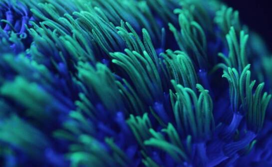 Jak KH miernik pomaga w utrzymaniu zdrowia koralowców?