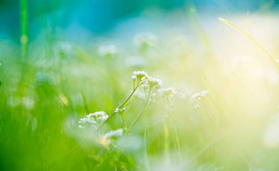 Na co pomaga biały pięciornik?