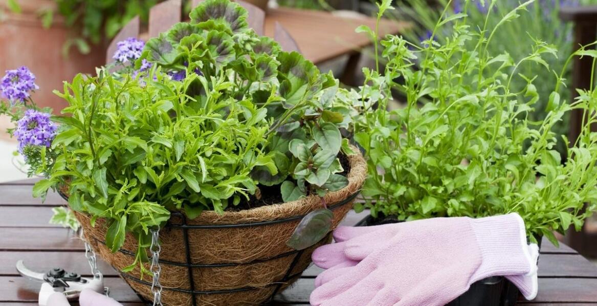 Mikoryza i jej wpływ na zdrowie ozdobnych roślin