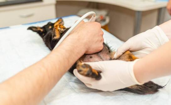 Znaczenie nowoczesnej obrazowej diagnostyki w weterynarii