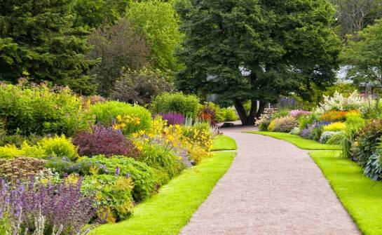 Jakie ozdobne krzewy do ogrodu są najbardziej przyjazne dla zwierząt?