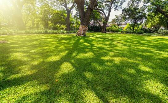 Rola profesjonalnego sprzętu w usuwaniu szerszeni gniazd