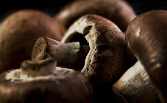 Leśne grzyby - wartości odżywcze i zastosowanie w kuchni