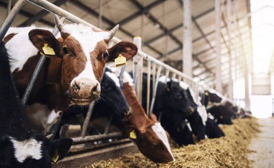 Dlaczego ruszta dla bydła są niezbędnym elementem wyposażenia w oborze?