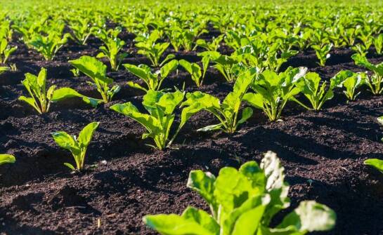 Wpływ zmian klimatycznych na uprawy bardzo wczesnych ziemniaków sadzeniaków