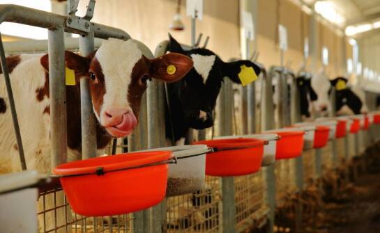 Effizienz und Langlebigkeit von Kunststoffmatten in der Landwirtschaft