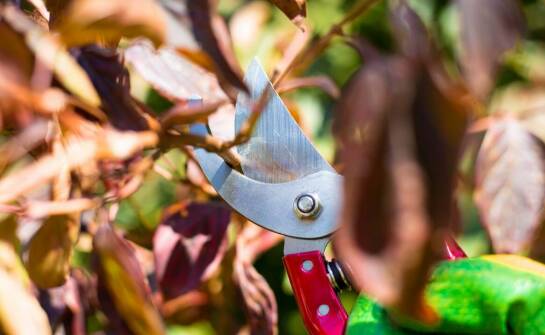 Nowoczesne ogrodnicze sekatory: jakie innowacje oferują?