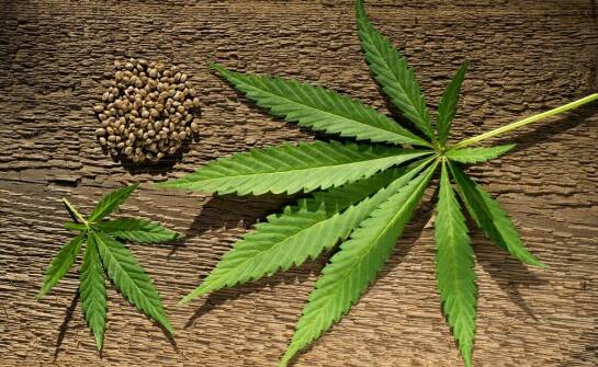 Jak feminizowane nasiona konopi wpływają na jakość kolekcji?