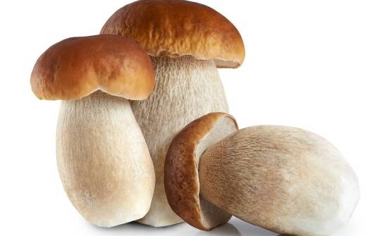 Szlachetny borowik: historia i tradycja w nowoczesnej formie