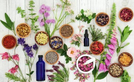 Zioła na układ moczowy – co oferuje zielarski sklep internetowy?