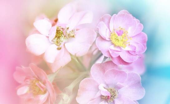 Wpływ Cistus Complex na zdrowe starzenie się organizmu