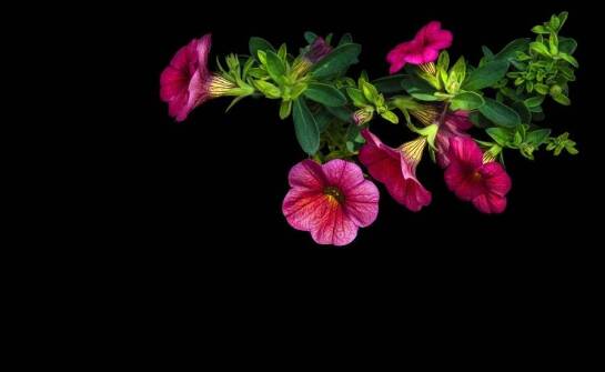 Kwiatomaty a jakość i świeżość oferowanych kwiatów