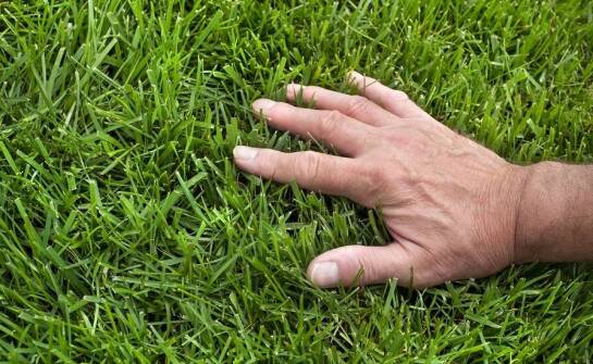 Jakie narzędzia są niezbędne do pielęgnacji trawników z rolki?