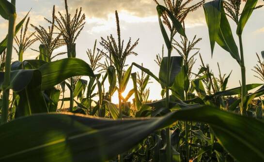 Strategie poprawy plonów dzięki nasionom kukurydzy IGP