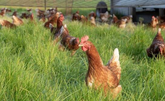 Wpływ ekologicznych praktyk hodowlanych na jakość drobiowego mięsa