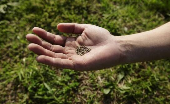 Wybór nasion pietruszki – kluczowe czynniki dla udanej uprawy