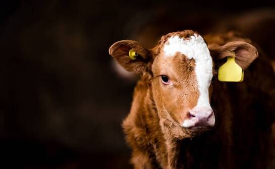 Rola białka w rozwoju cieląt – znaczenie mlecznych preparatów
