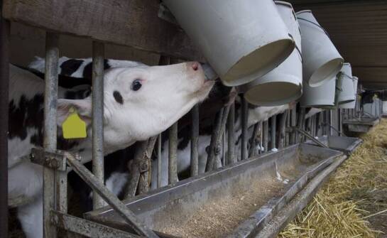 Jakie składniki odżywcze powinny zawierać produkty mlekozastępcze dla optymalnego zdrowia cieląt?