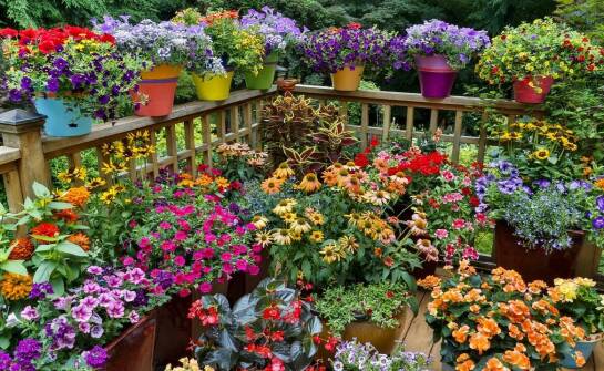 Jakie ozdobne kwiaty najlepiej sprawdzają się w donicach?