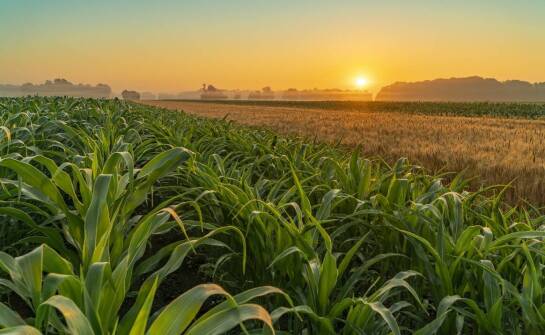Wpływ dolistnych nawozów na rozwój kukurydzy kokuna