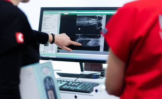 Jakie metody nowoczesne stosowane są w diagnostyce dysplazji u psów?