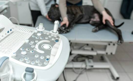 Jakie są najnowsze metody leczenia schorzeń kręgosłupa u psów?