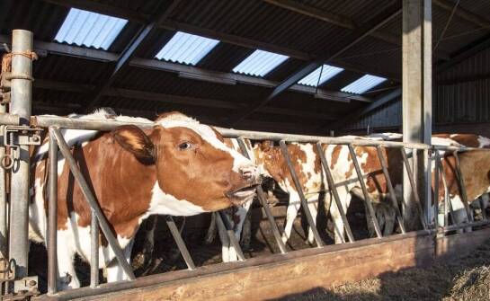 Praktyczne porady dotyczące wyboru mineralnych bolusów dla krów