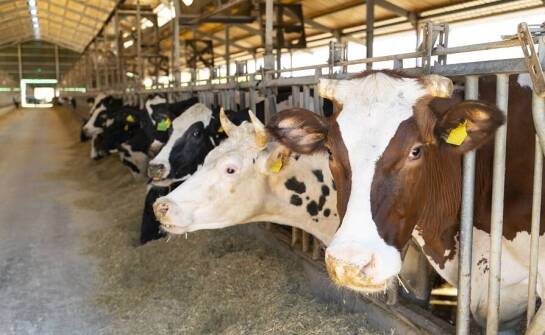 Wpływ bolusów na zdrowie wątroby u krów mlecznych