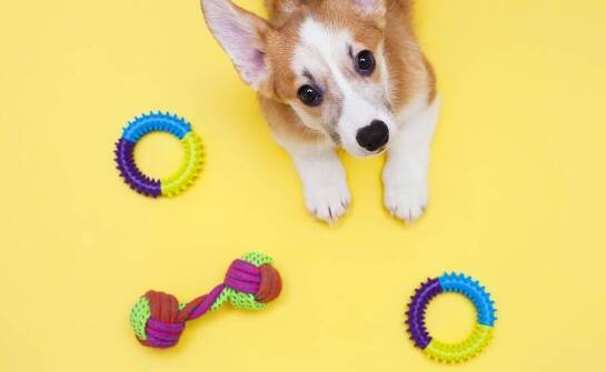 Ręcznie wykonane zabawki dla psów z naturalnych materiałów – co oferuje sklep we Warszawie?