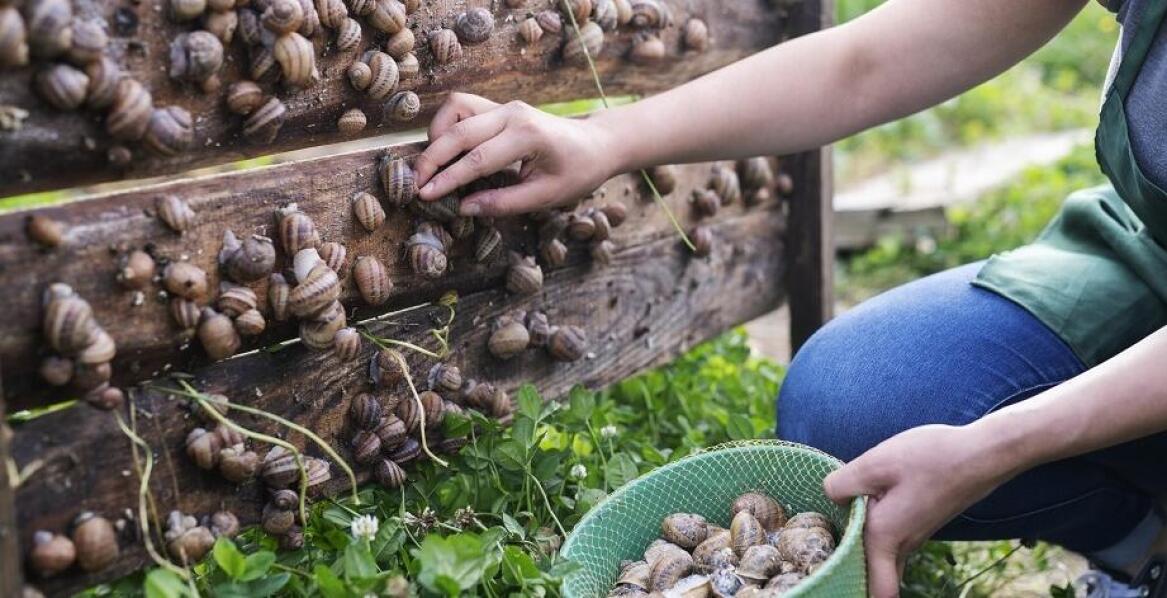 Jak efektywnie zarządzać populacją ślimaków w hodowli?