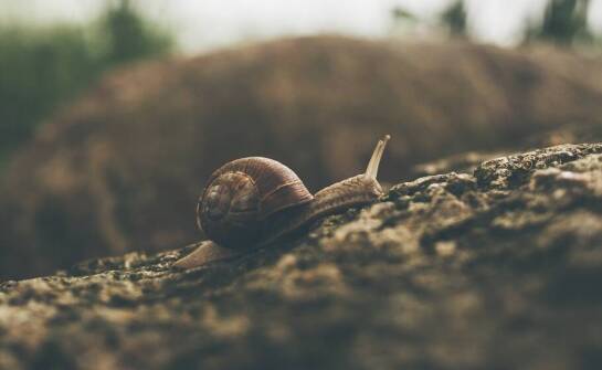 Jakie wyzwania przynosi zmiana klimatu dla hodowli ślimaków?