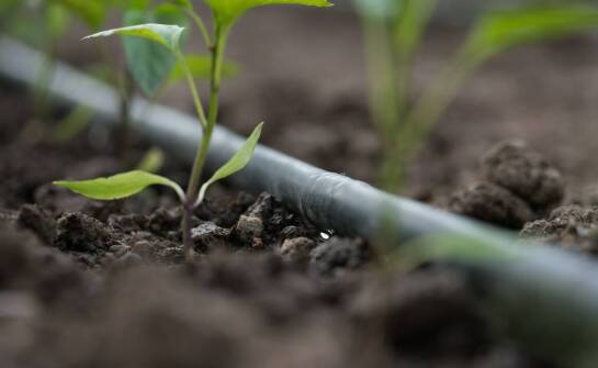 Nowoczesne metody wspierania gleby za pomocą azotowych bakterii