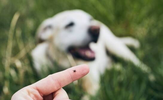 Jakie są dostępne metody diagnostyczne boreliozy w kontekście naturalnej medycyny?